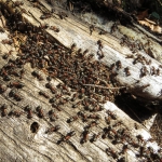 Auf dem Weg findet eine Ameiseninvasion statt.